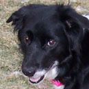 Suds was adopted in May, 2008